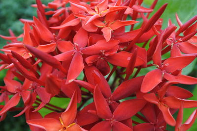 Close-up of red flowering plants