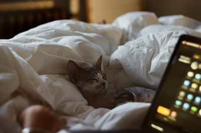 Cat sleeping on bed at home