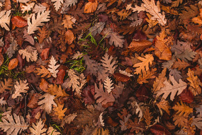 High angle view of maple leaves on fallen tree