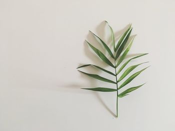 Close-up of leaves over white background