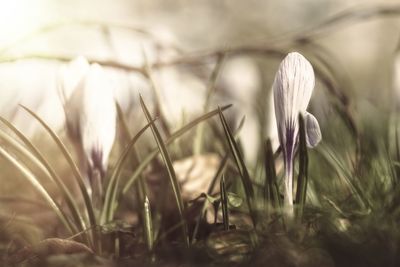 Close-up of white crocus flower on field