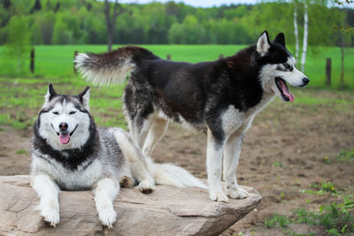 View of dog on land