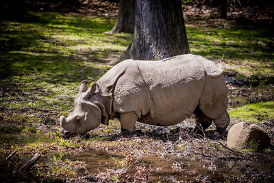 View of elephant on tree trunk