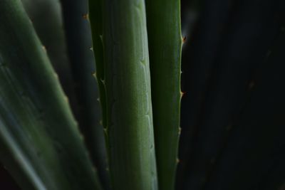 Full frame shot of green leaf