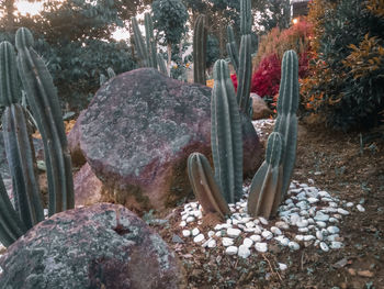 Close-up of succulent plant on rock