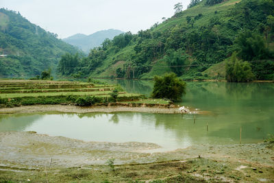 Scenic view of lake by trees against mountain