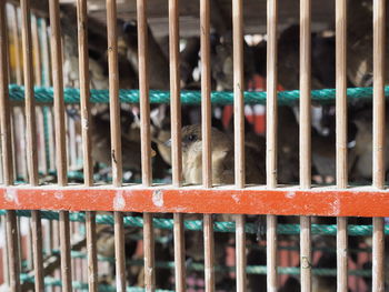 Close-up of fence in cage