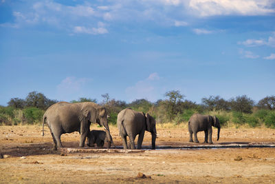 View of elephants on field against sky