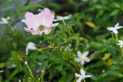 Close-up of pink flowering plant