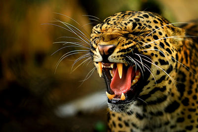 Close-up of a cat