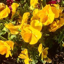 Close-up of yellow flower