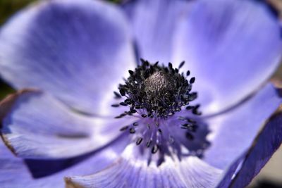 Close-up of flower blooming outdoors