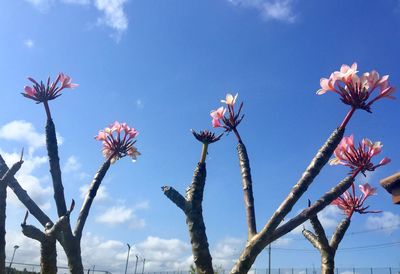 Low angle view of flower trees against sky