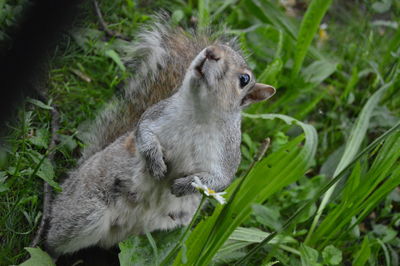 Squirrel on tree