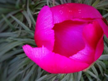 Close-up of pink rose