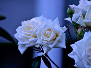 Close-up of white rose 
