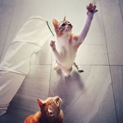 High angle view of cat on tiled floor