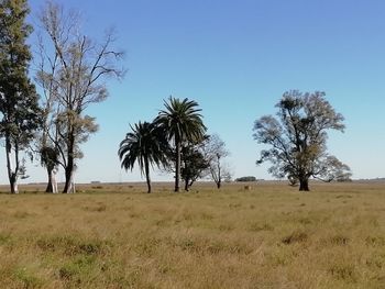 Trees on field against clear blue sky