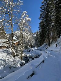 Snow covered land and trees against sky