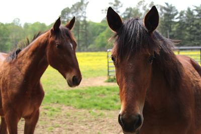 Close-up of horses standing on field against sky