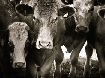 Close-up portrait of cows