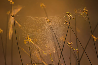 Silken intricacies. spider weaving nature's web in the meadow in northern europe