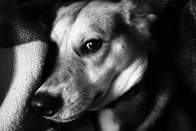 Close-up portrait of dog looking away