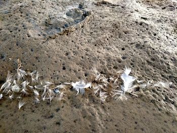High angle view of seagulls on beach