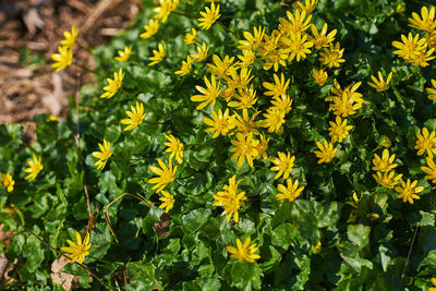 Close-up of yellow flowering plant