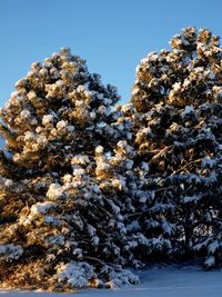 Low angle view of trees against clear sky