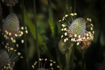 Close-up of flowering plant