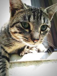 Close-up portrait of cat