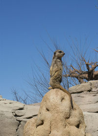 Low angle view of suricate  on rock