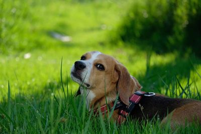 Dog looking away on field