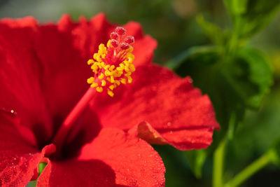 Close-up of red flowering plant