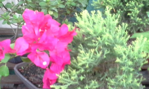 Close-up of pink flowers blooming outdoors