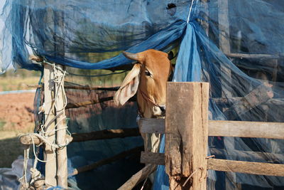 View of a horse on wooden fence