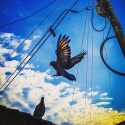 Low angle view of birds flying against blue sky