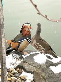 Birds perching on a lake