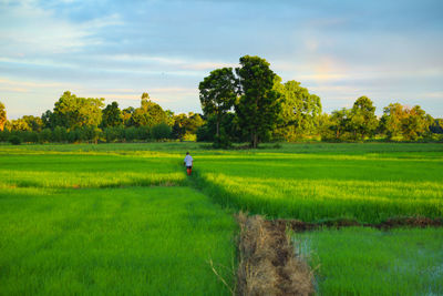 Scenic view of field against sky