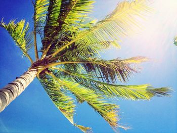 Low angle view of palm tree against blue sky