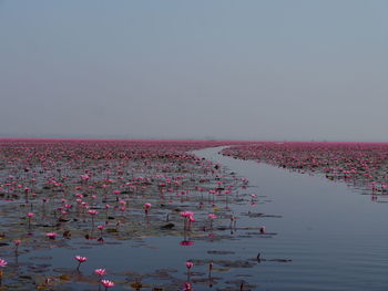 Pink lotus water lilies growing on lake against sky