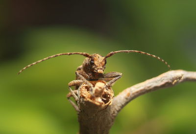 Close-up of dried plant on twig