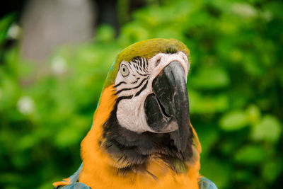 Close-up of a bird against blurred background