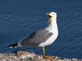 Seagull perched with its beak open

