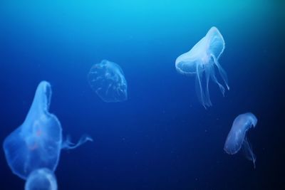 Jellyfish swimming underwater