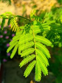 Close-up of plant