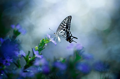 Close-up of butterfly pollinating on purple flower