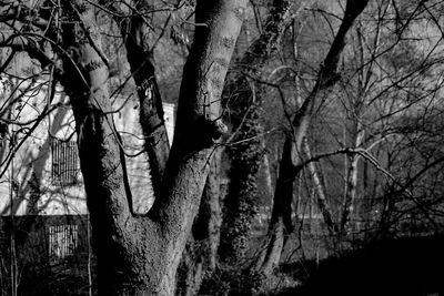 Bare trees against sky