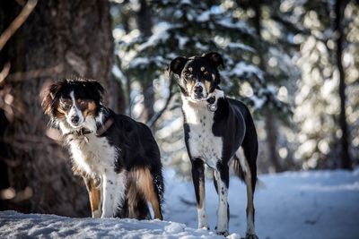 Two dogs on snow covered land